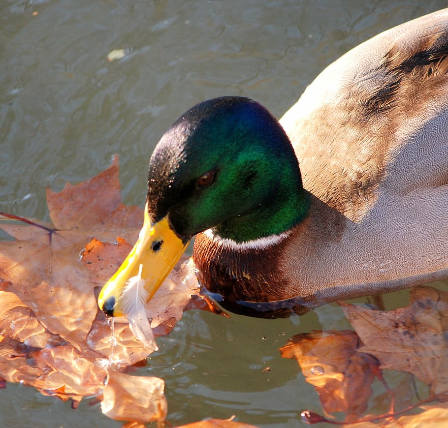 duck, water, animals, animal themes, animals in the wild, vertebrate HD wallpaper