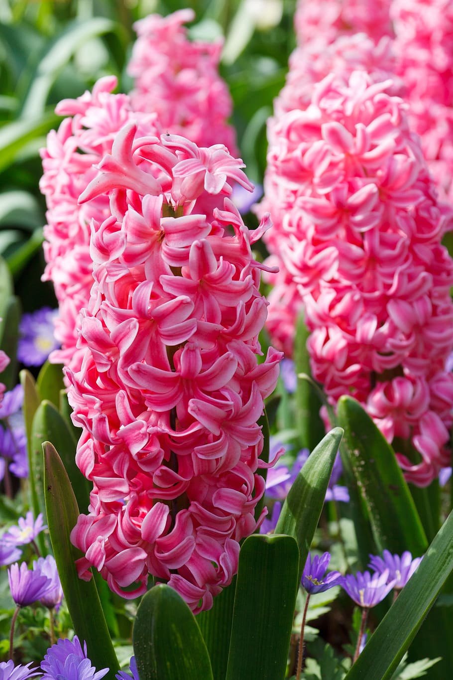 A Spring Hyacinth Flower In Glass Vase Ultra HD Desktop Background Wallpaper  for 4K UHD TV : Widescreen & UltraWide Desktop & Laptop : Tablet :  Smartphone