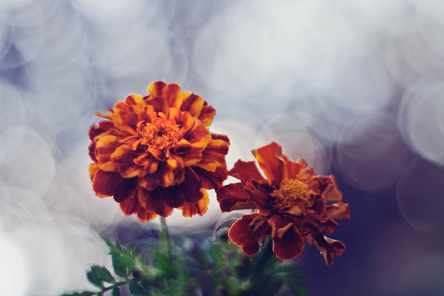 bokeh photography of two orange petaled flowers, flowering plant HD wallpaper