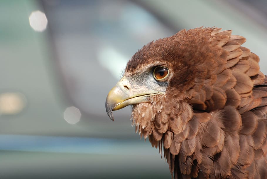 selective focus photography of brown eagle, raptor, bird, beak HD wallpaper