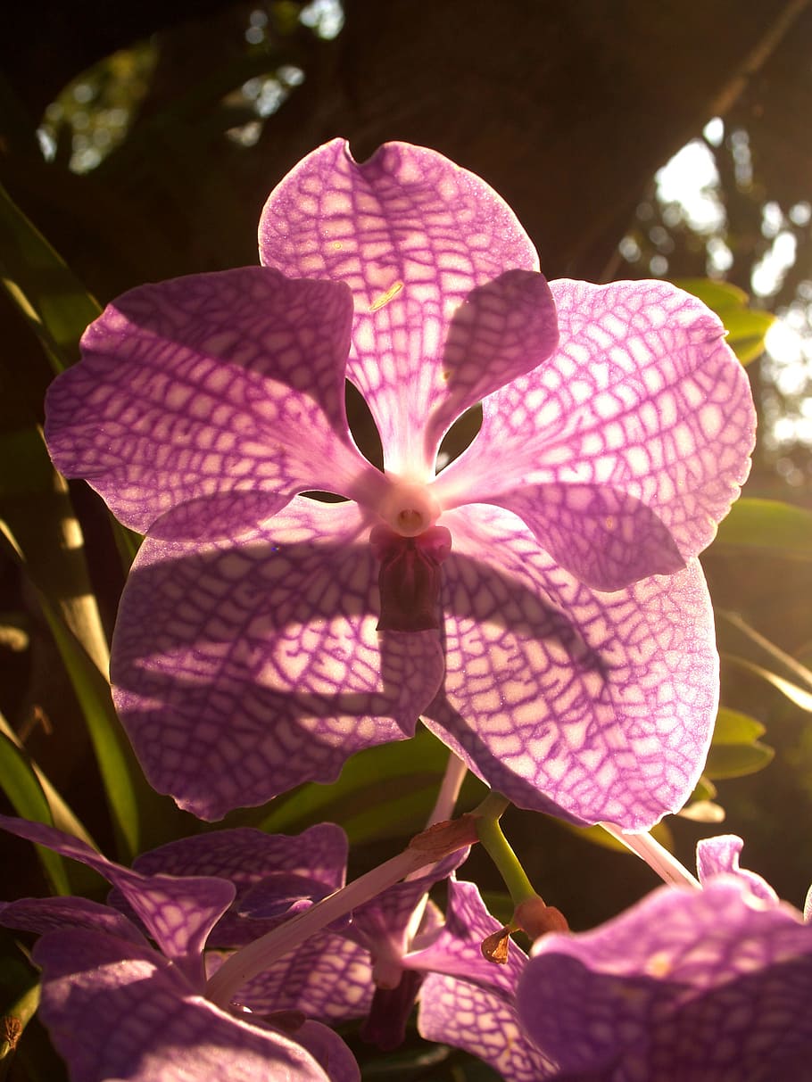 orchid, flower, bright, violet, flora, growth, decoration, bud HD wallpaper