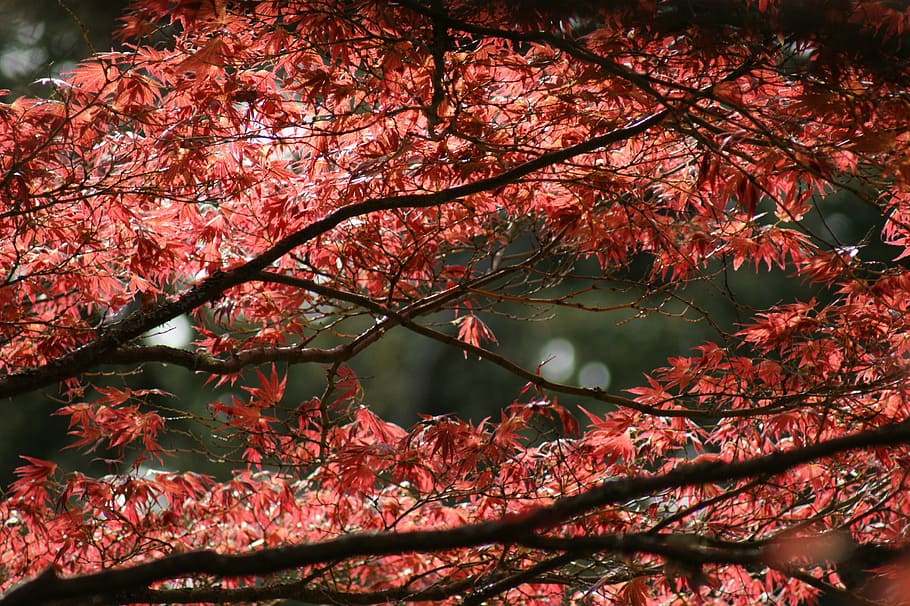 maple tree, autumn, nature, foliage, leaf, leaves, colorful HD wallpaper