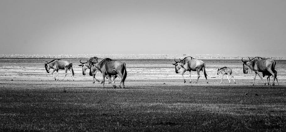 Wildebeest, grayscale photography of wildebeest, landscape, grass HD wallpaper