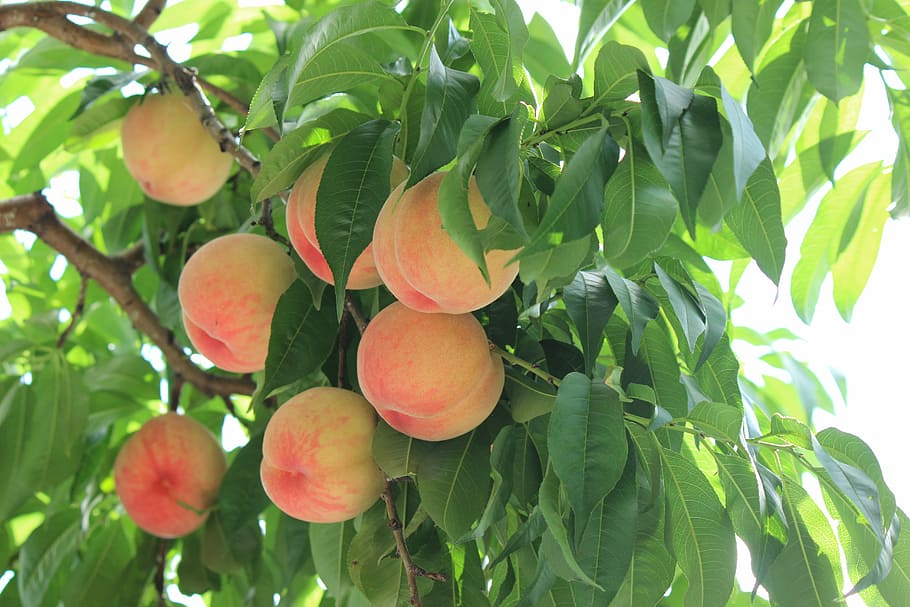 pink and yellow fruit on tree, fukushima, peach, summer, food and drink HD wallpaper