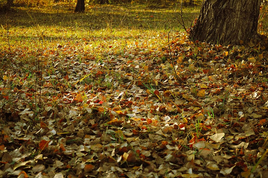 autumn, landscape, forest, trees, leaves, plants, leaf, plant part HD wallpaper