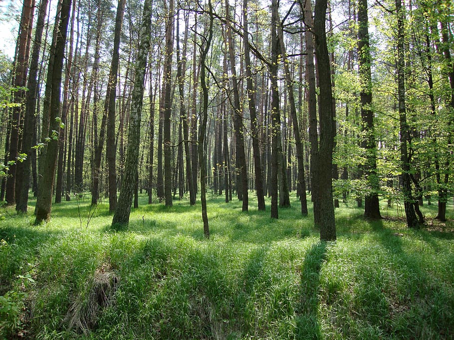 tree, forest, spring, nature, landscape, light, green, plant HD wallpaper