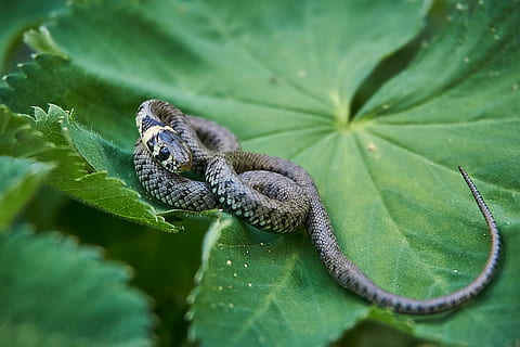 black snake on green leaf, grass snake, hide, fear, instinct HD wallpaper