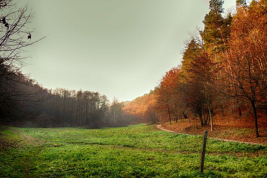 poland, landscape, fall, autumn, forest, trees, sky, clouds HD wallpaper