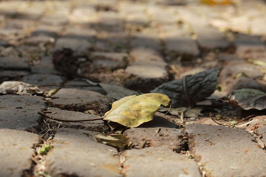 Leaf, Close-Up, Leaves, Greenery, dried, garden, ground, day HD wallpaper