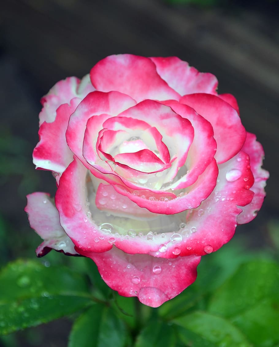 Flower, Illustration, Drops, rose, petals, pink rose, one rose HD wallpaper