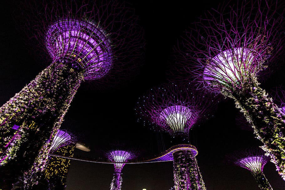 worm's eye view photography of purple towers, Gardens by the Bay, Singapore HD wallpaper