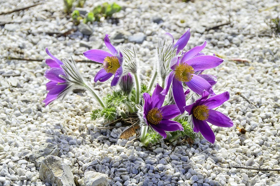 flower, nature, plant, flowers, floral, pasqueflower, flowering plant HD wallpaper