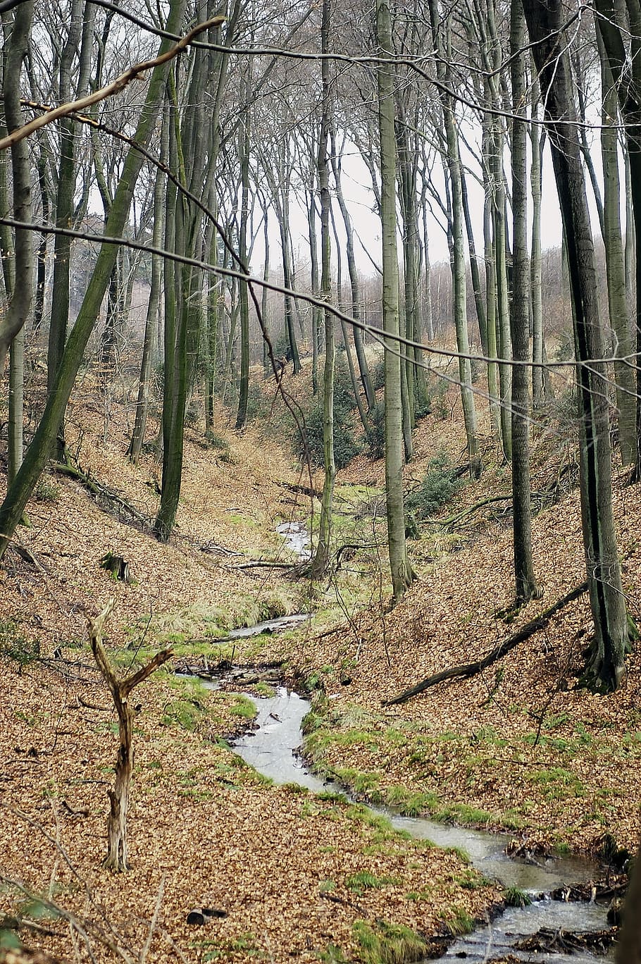 Forest, Bach, Nature, Trees, outdoors, day, no people, plant HD wallpaper