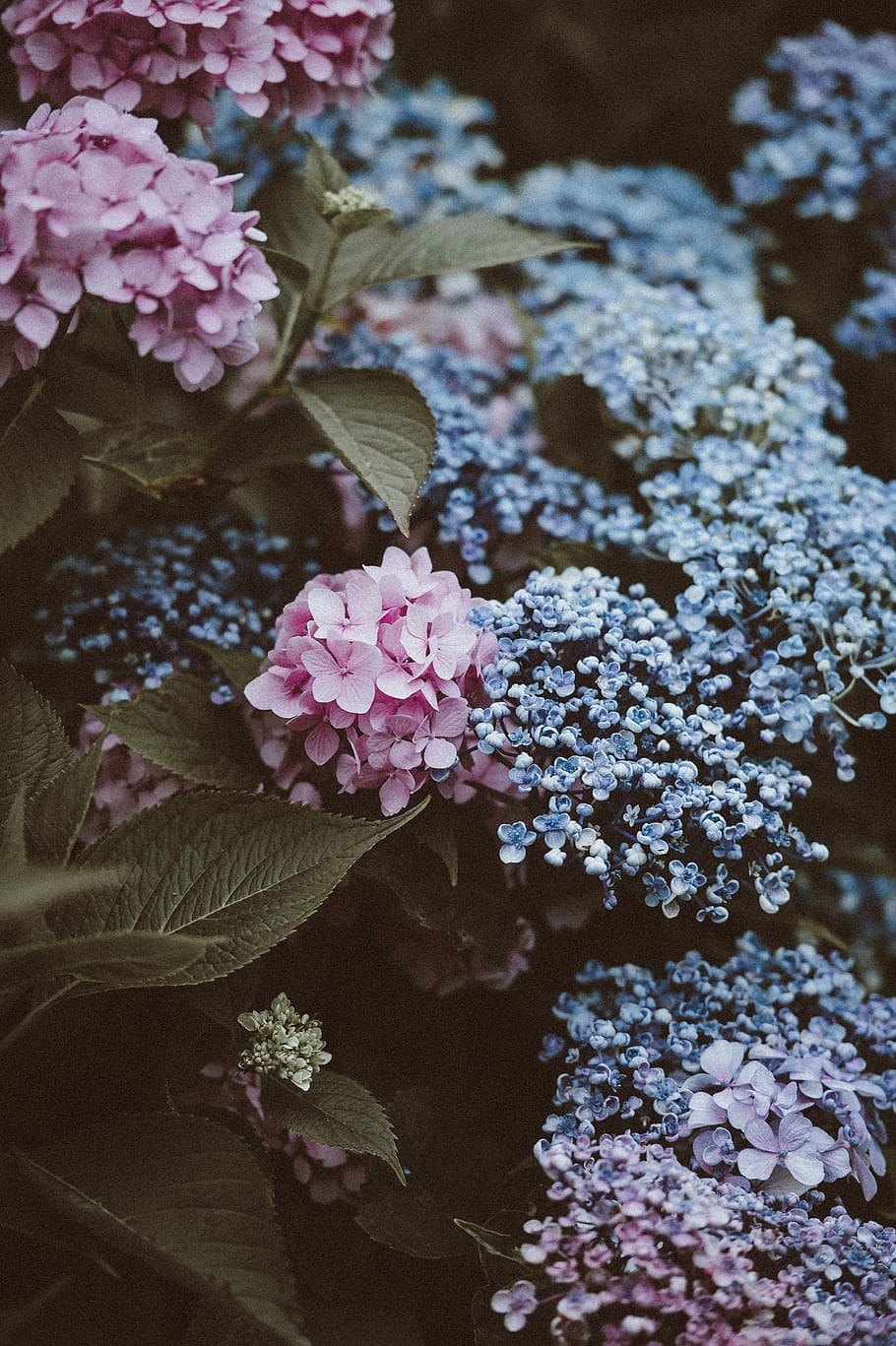 pink and blue hydrangea flowers, flowering plant, beauty in nature HD wallpaper