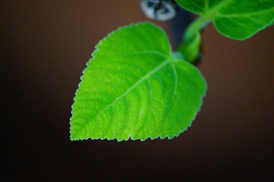 leaf, growing, plant, leaves, colorful, nature, green, macro HD wallpaper