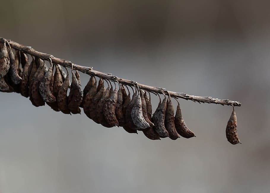 pod, dry, casey, focus on foreground, close-up, no people, hanging HD wallpaper