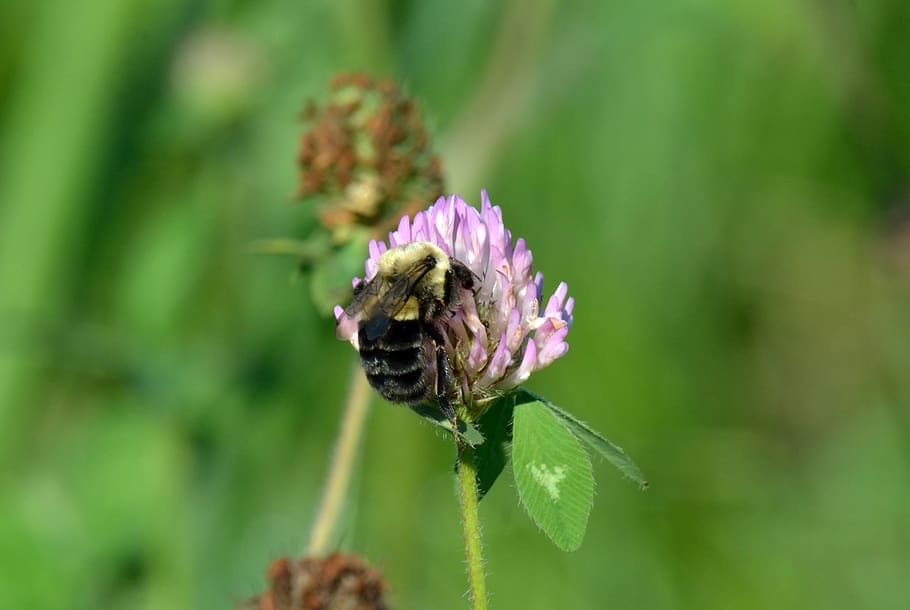 insect, bumblebee, flower, spring, flowering plant, animal themes HD wallpaper