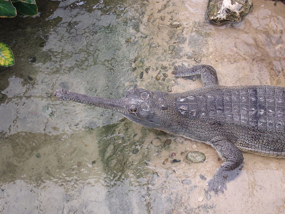 crocodile, water, thrill, animal themes, animal wildlife, one animal HD wallpaper