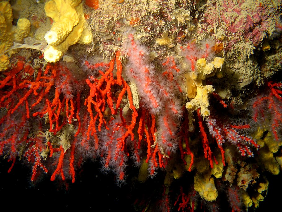Corals, Sea, Underwater, Depth, diving, transparency, no people HD wallpaper