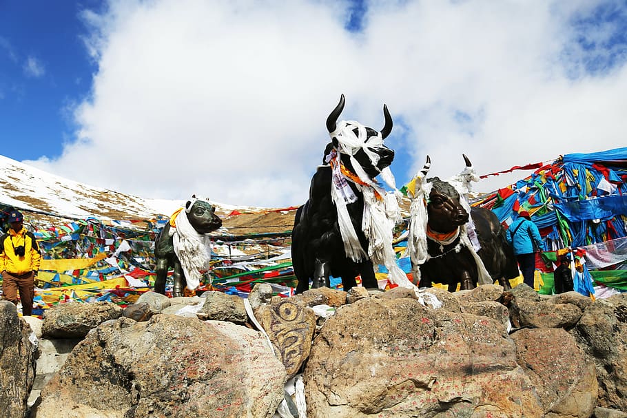 tibet, mila mountains, yakou, copper and yak, blue sky, white cloud, HD wallpaper