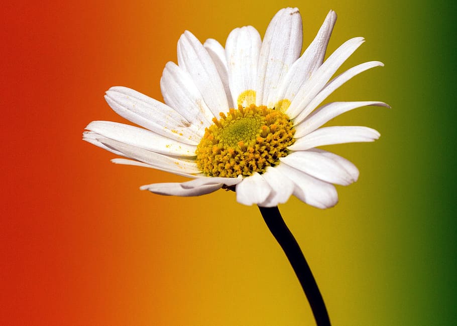 daisy, flower, macro, color, small flower, close, gradient HD wallpaper