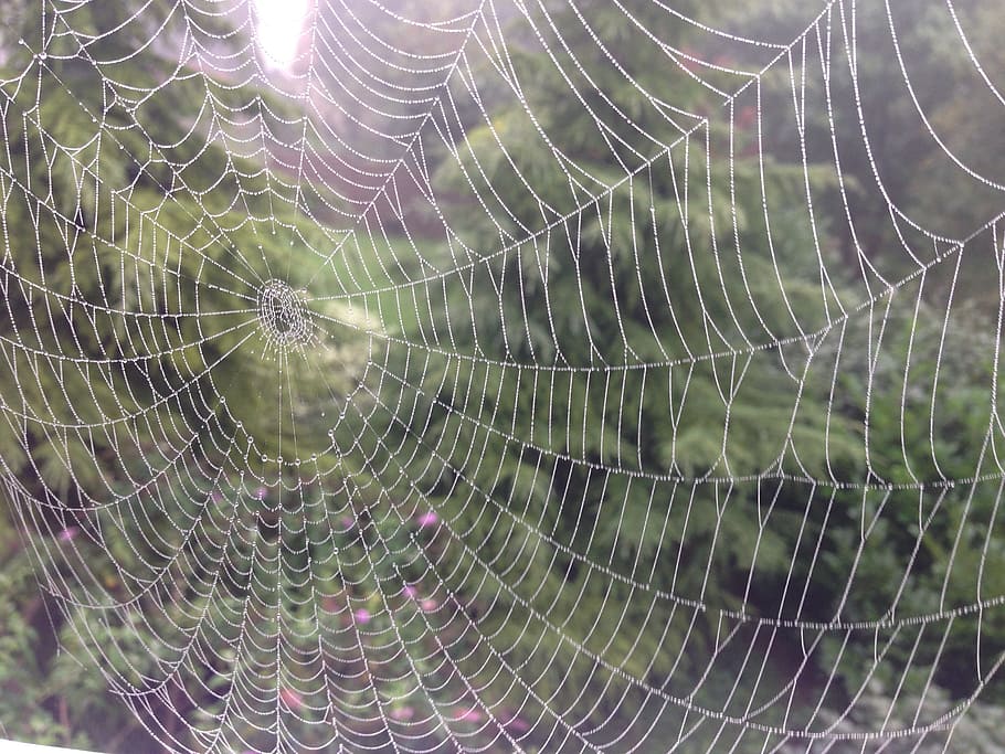 Cobweb, Spider, Network, Dewdrop, spider Web, nature, close-up HD wallpaper