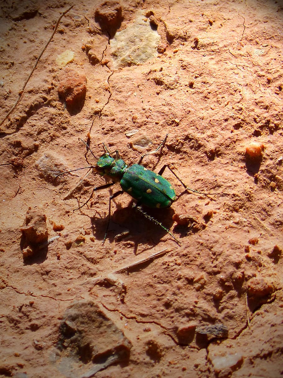 insect, green, beetle, small, animal wildlife, animals in the wild HD wallpaper