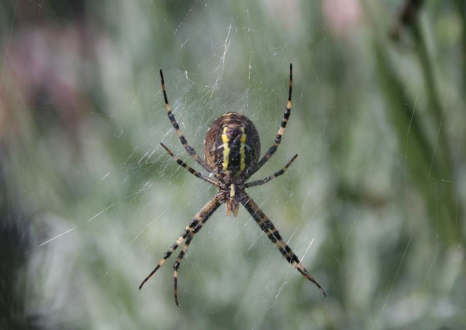 wasp spider, spin, insect, yellow, nature, network, animal HD wallpaper
