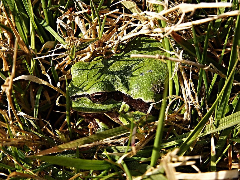 tree-frog, macro, green, reptile, one animal, green color, animal themes HD wallpaper