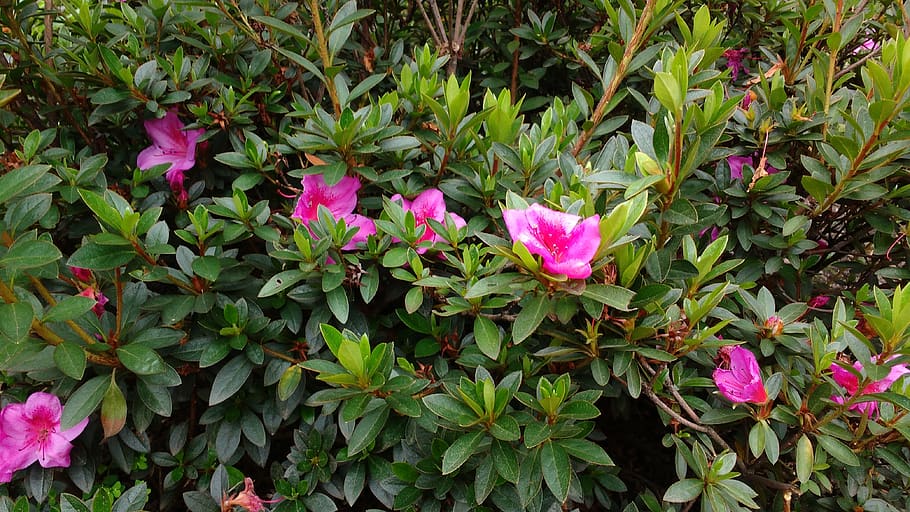 garden, botanical, plant, beauty in nature, flower, flowering plant HD wallpaper