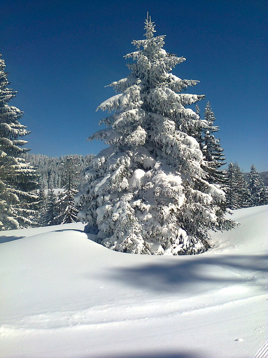 snow, tree, cold, wintry, winter, nature, forest, landscape HD wallpaper