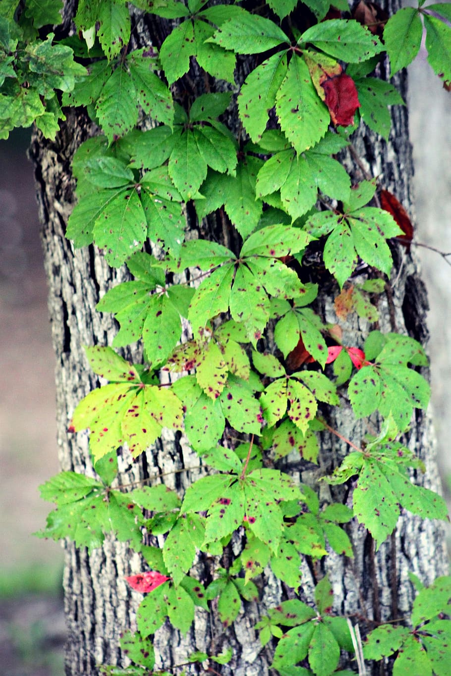 leaves, tree, vine, summer, green, leaf, green color, plant part HD wallpaper