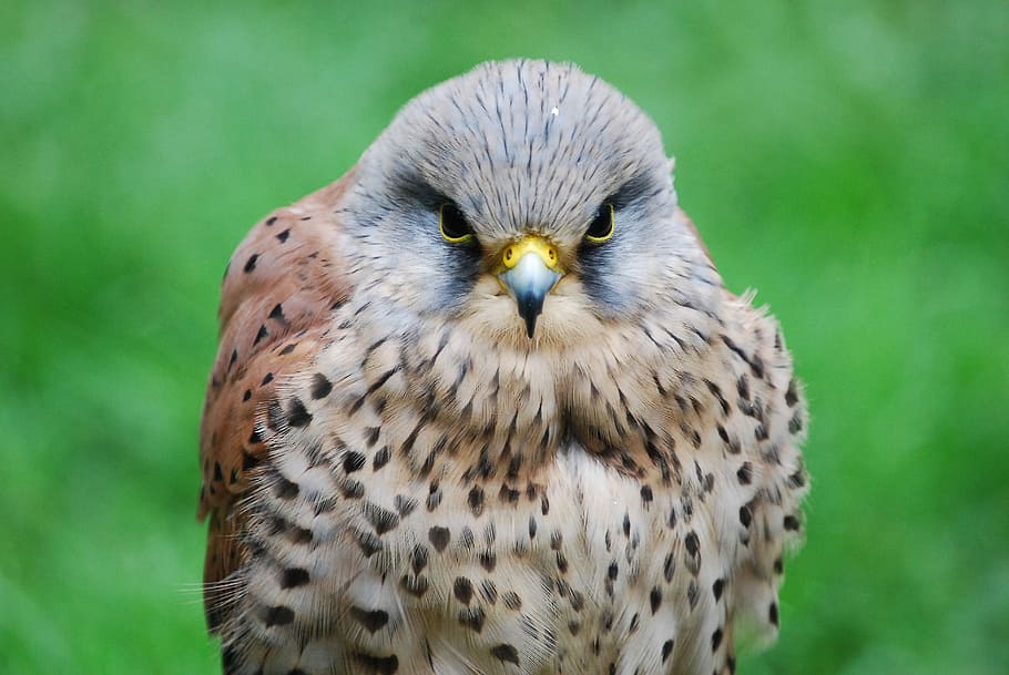 kestrel, hawk, close-up, hunter, beak, bird of prey, animal themes HD wallpaper