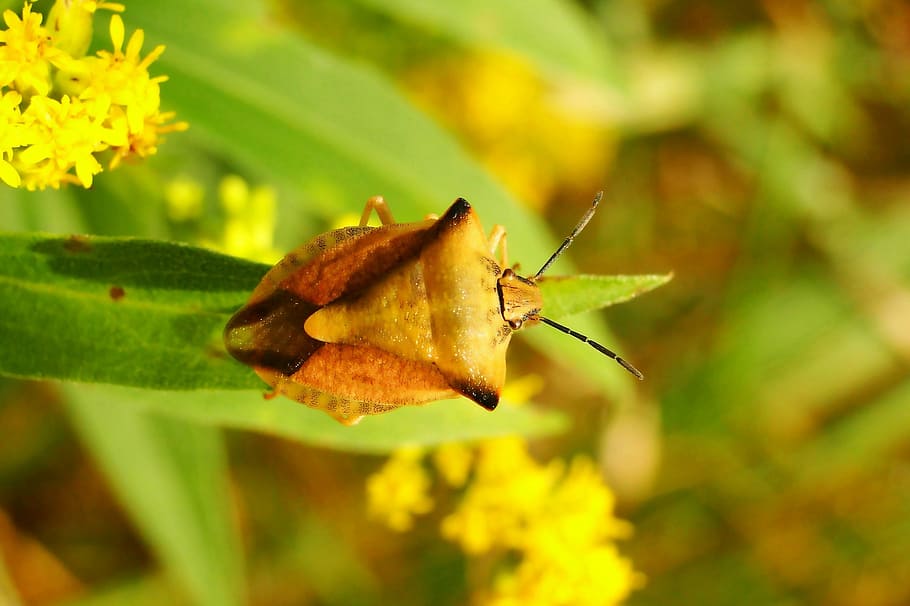 nature, leaf, insect, plant, at the court of, animals, invertebrates HD wallpaper
