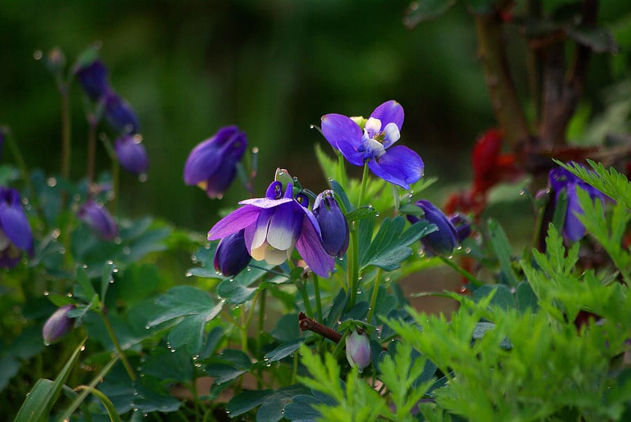 purple flower blooming at daytime, flowers, nature, plants, garden, HD wallpaper