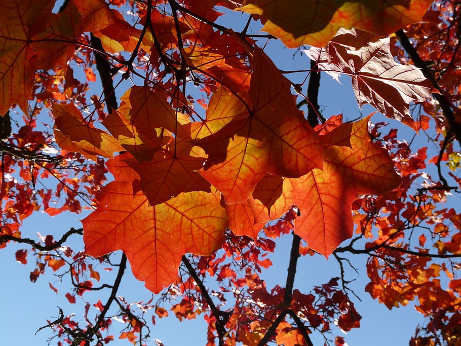 top, up, tree, fall foliage, autumn, maple leaves, red, yellow HD wallpaper