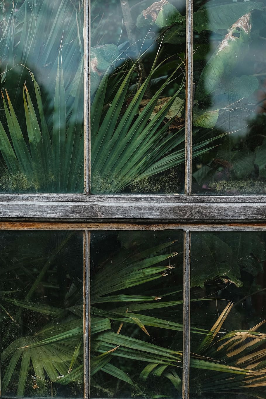 close-up of sago palm, window, shield, glass, green, plants HD wallpaper