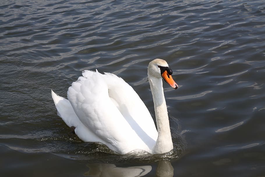 swan, bird, white, feather, lake, beautiful, water, animals in the wild HD wallpaper