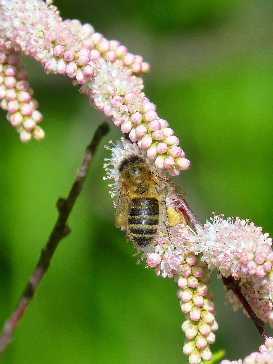 Bee, Flowers, Beauty, Detail, libar, one animal, insect, animals in the wild HD wallpaper