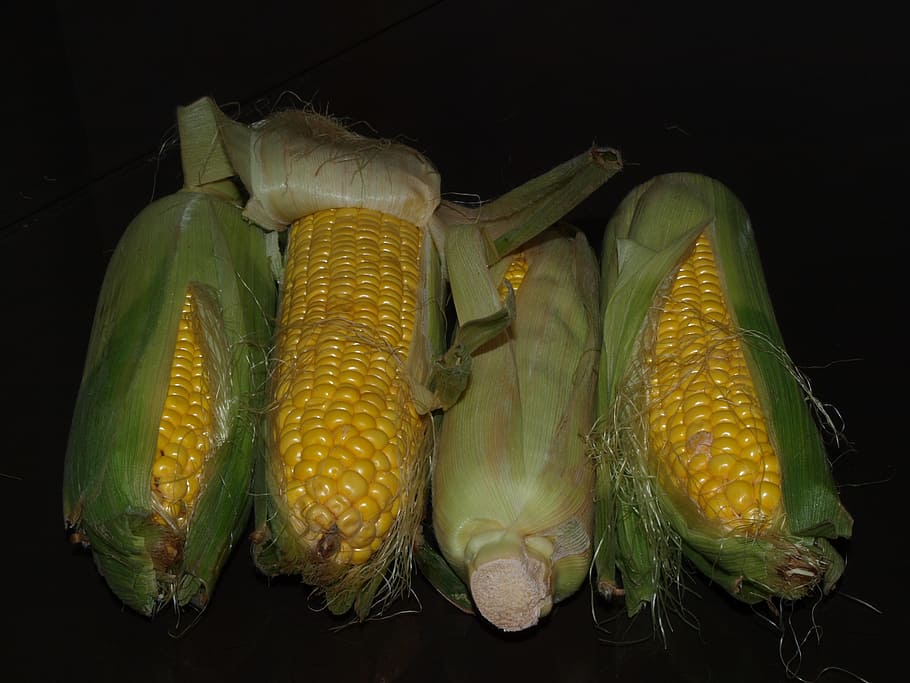 corn, the ear, harvest, yellow, food and drink, vegetable, healthy eating HD wallpaper