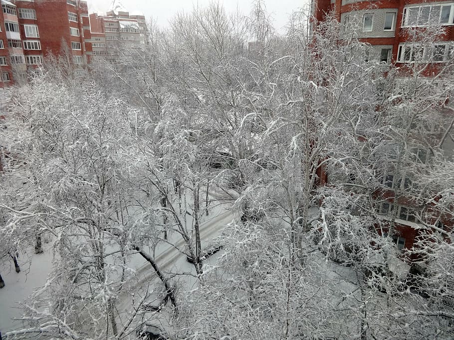 winter, snow, trees, cold, frost, white, branch, cold - Temperature HD wallpaper