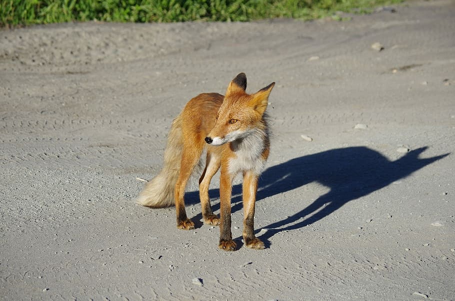 brown fox on gray sand, Fox, Moth, Predator, Wild Beast, Hunger HD wallpaper