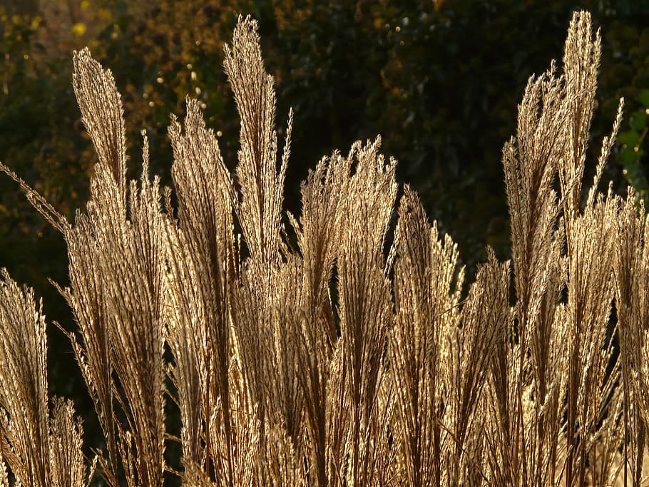 miscanthus, miscanthus sinensis, back light, licorice, poaceae HD wallpaper