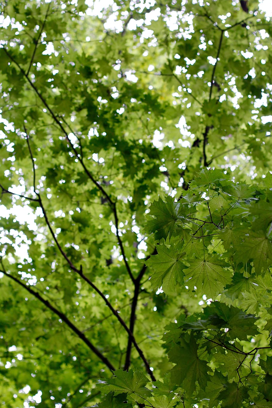 Tree, Branches, Aesthetic, Nature, leaves, tribe, crown, log HD wallpaper