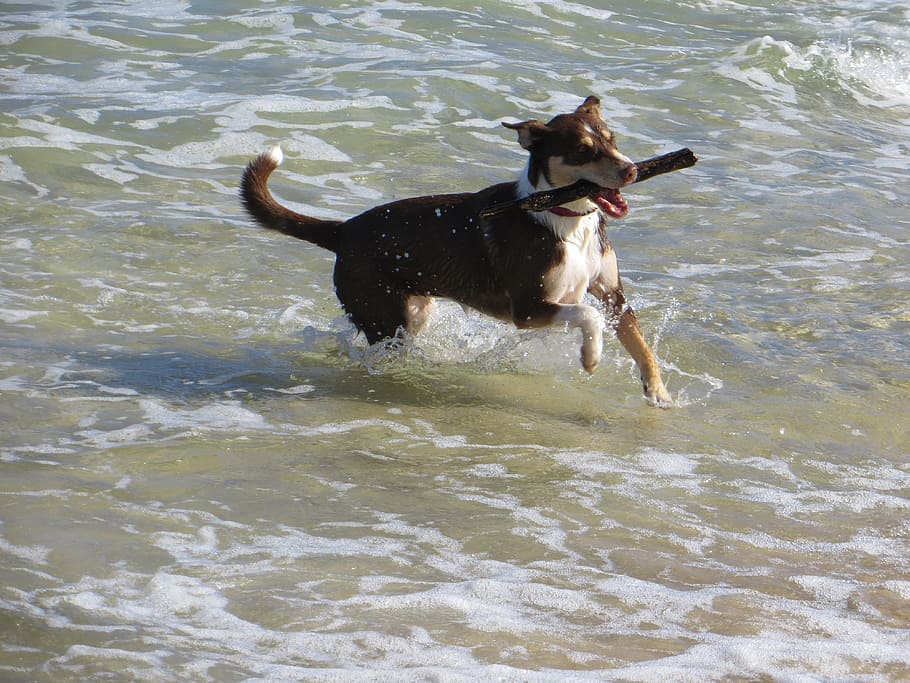 dog, sea, pet, fun, retriever, shore, water, canine, retrieving HD wallpaper