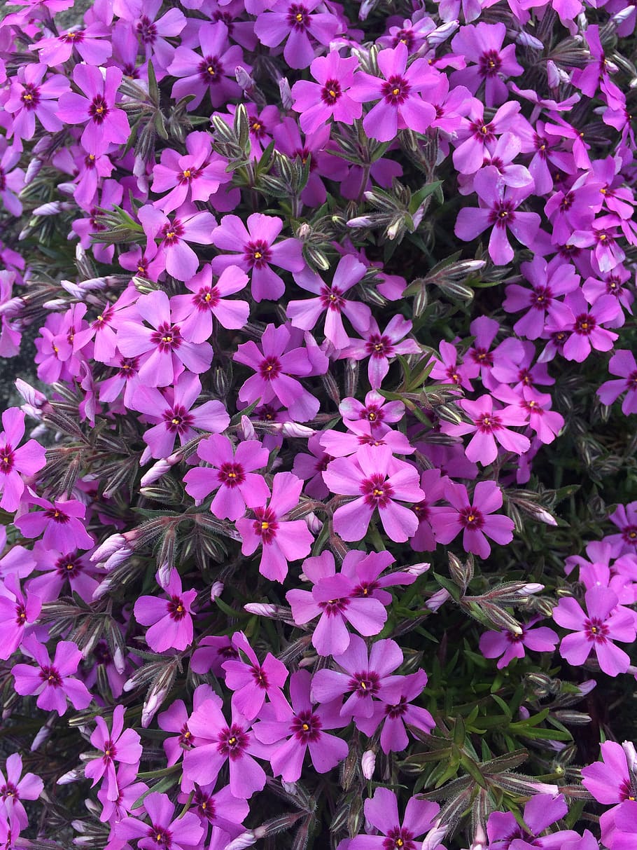 HD wallpaper: phlox, carpet phlox, phlox subulata, ground cover, flower ...