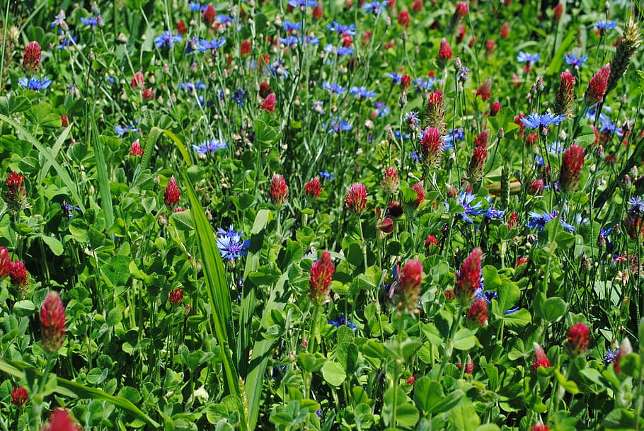 spring, green, blue, red, grass, plant, garden, floral, ecology HD wallpaper