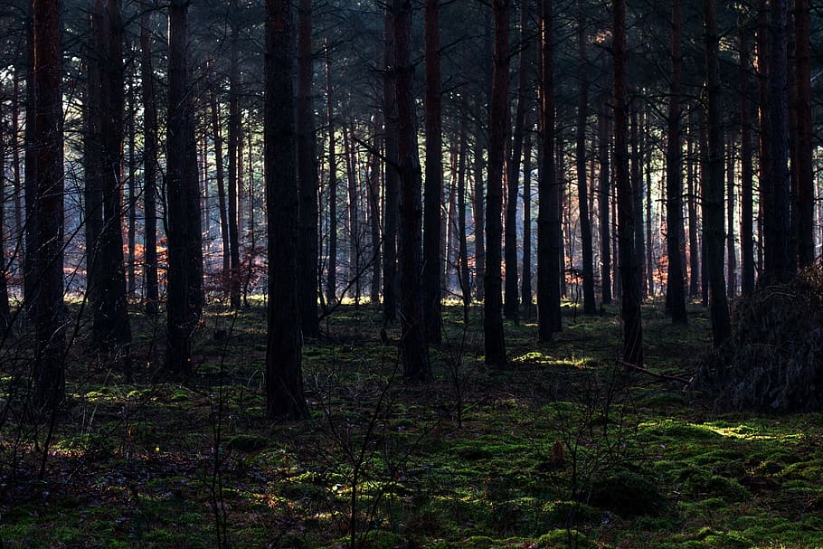 Forest, Light, Mood, morgenstimmung, light beam, nature, tree trunk HD wallpaper