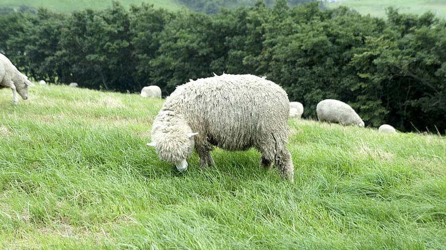 Daegwallyeong, Yang, Ranch, grass, grazing, livestock, field HD wallpaper