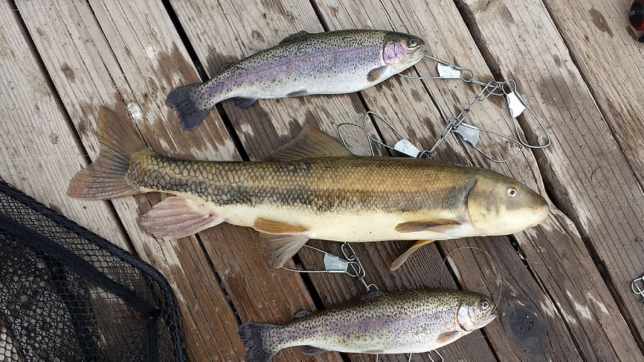 trout, fishing, sucker, hook, rainbow trout, catch, food, freshness, HD wallpaper